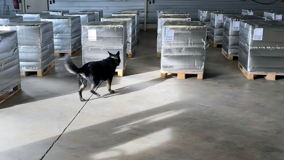 Sniffer dog securing air cargo, Regulated Agent
